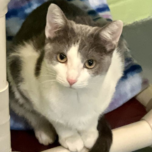 picture of the cat needing adoption