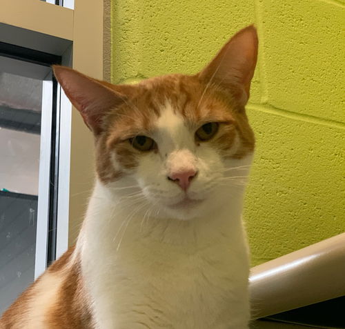 picture of the cat needing adoption