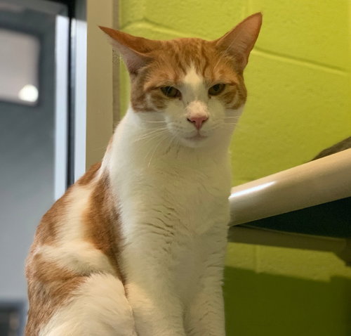 FOREST - Domestic Short Hair available for adoption