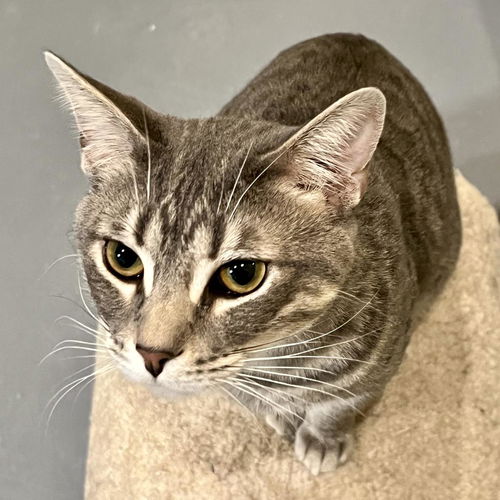 picture of the cat needing adoption