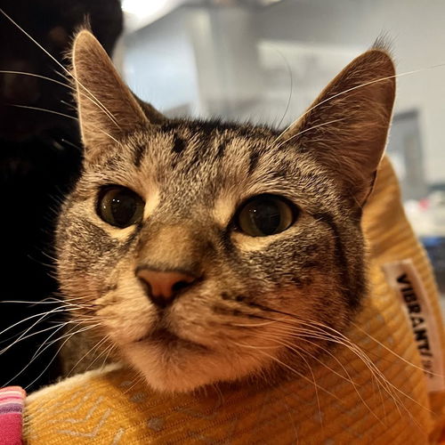 picture of the cat needing adoption