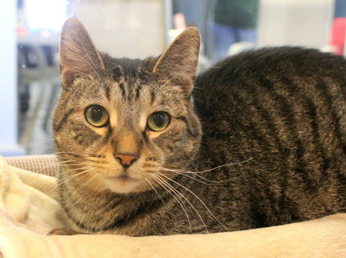 KENAI - Domestic Short Hair available for adoption