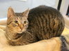 Kenai - Photo 3