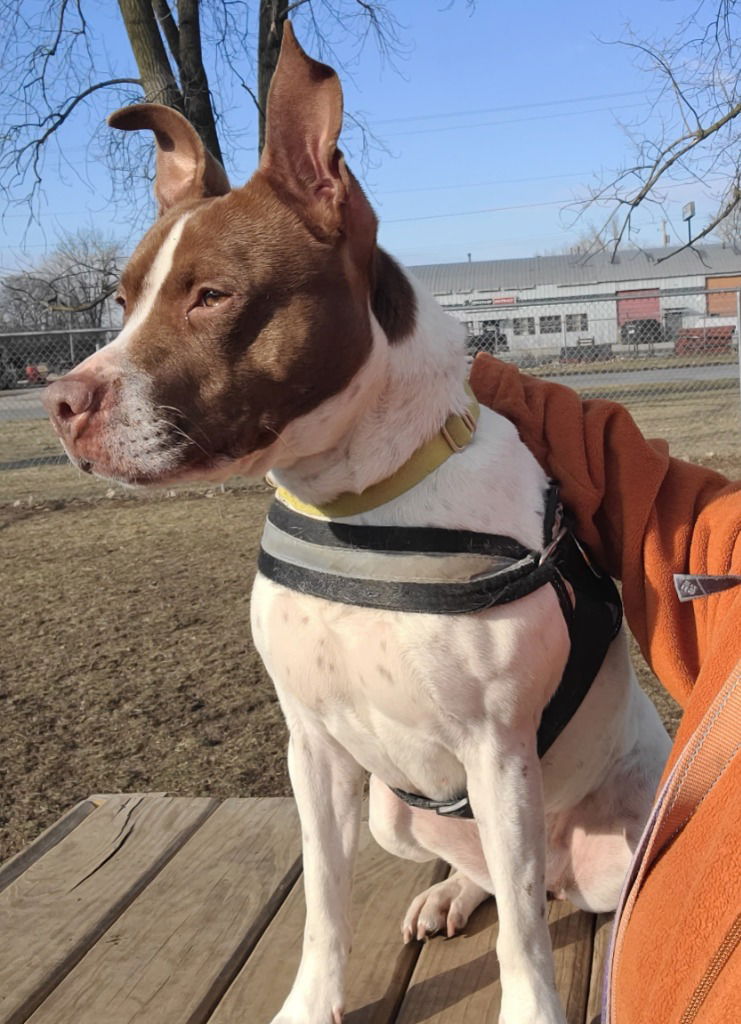 adoptable Dog in South Bend, IN named Sage