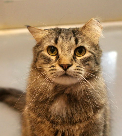 picture of the cat needing adoption