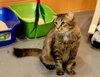 Toki Wartooth - Photo 2