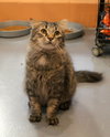 Toki Wartooth - Photo 3
