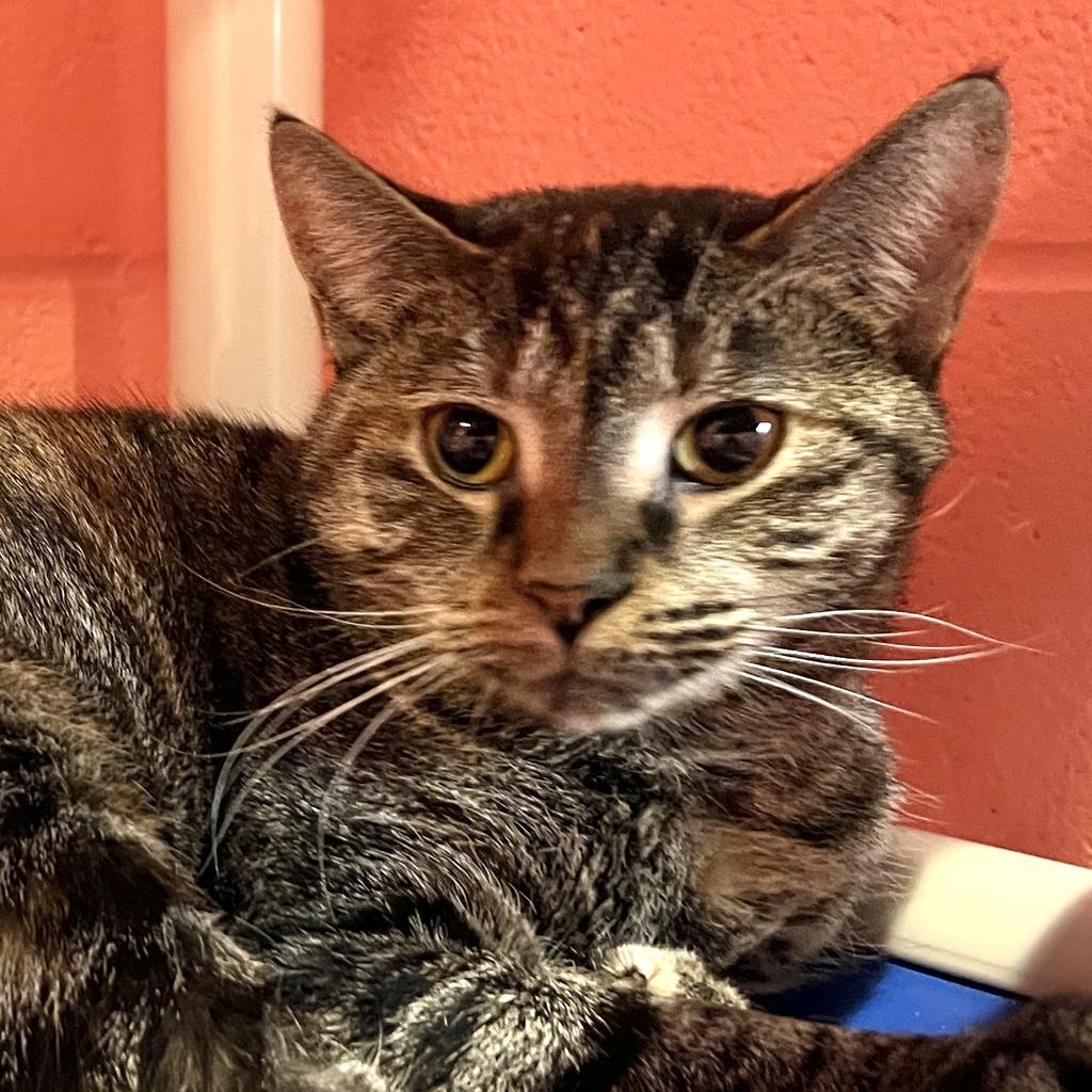 adoptable Cat in South Bend, IN named Patitas - Polydactyl