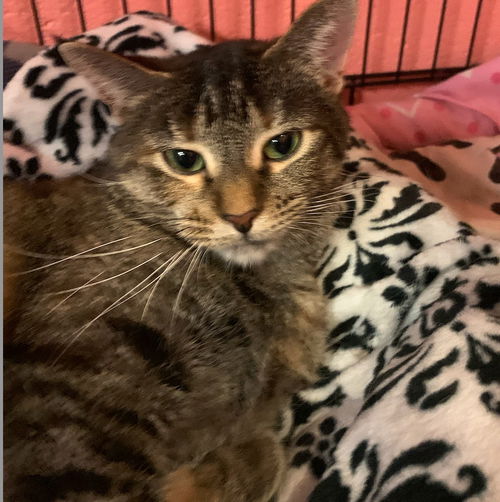 picture of the cat needing adoption