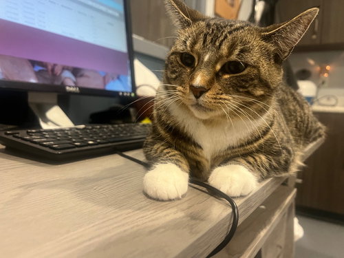 BLAIR *IN FOSTER* - Domestic Short Hair available for adoption