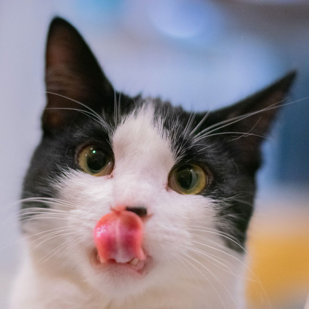 adoptable Cat in South Bend, IN named Smidgen