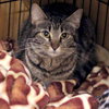 Mishka - Photo 2