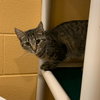 Mishka - Photo 4
