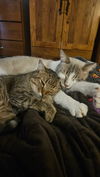 adoptable Cat in South Bend, IN named Derpy *IN FOSTER*  FIV+