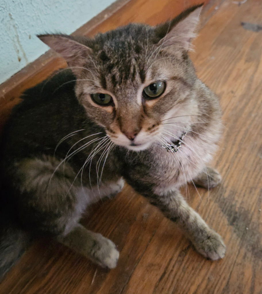 adoptable Cat in South Bend, IN named Derpy *IN FOSTER*  FIV+