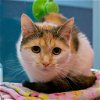 adoptable Cat in south bend, IN named Ahsoka