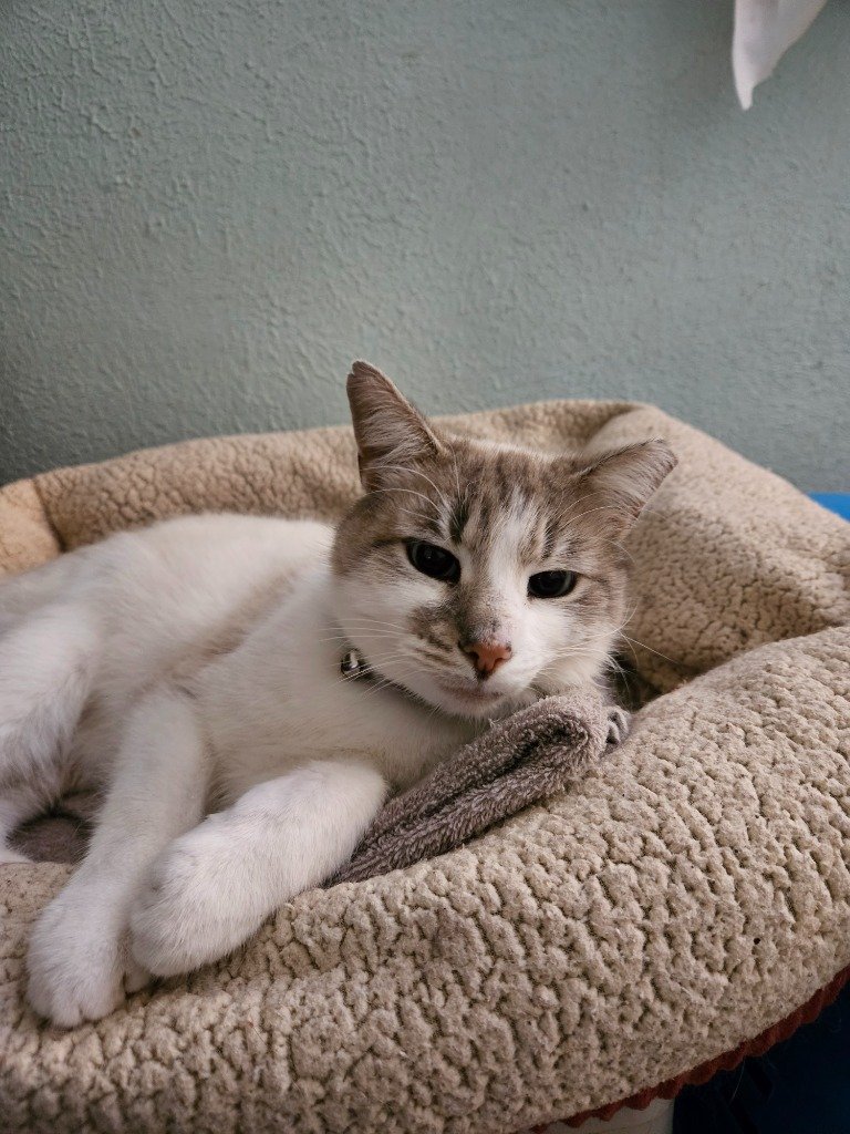 adoptable Cat in South Bend, IN named Perpugilliam (Peri) *IN FOSTER*