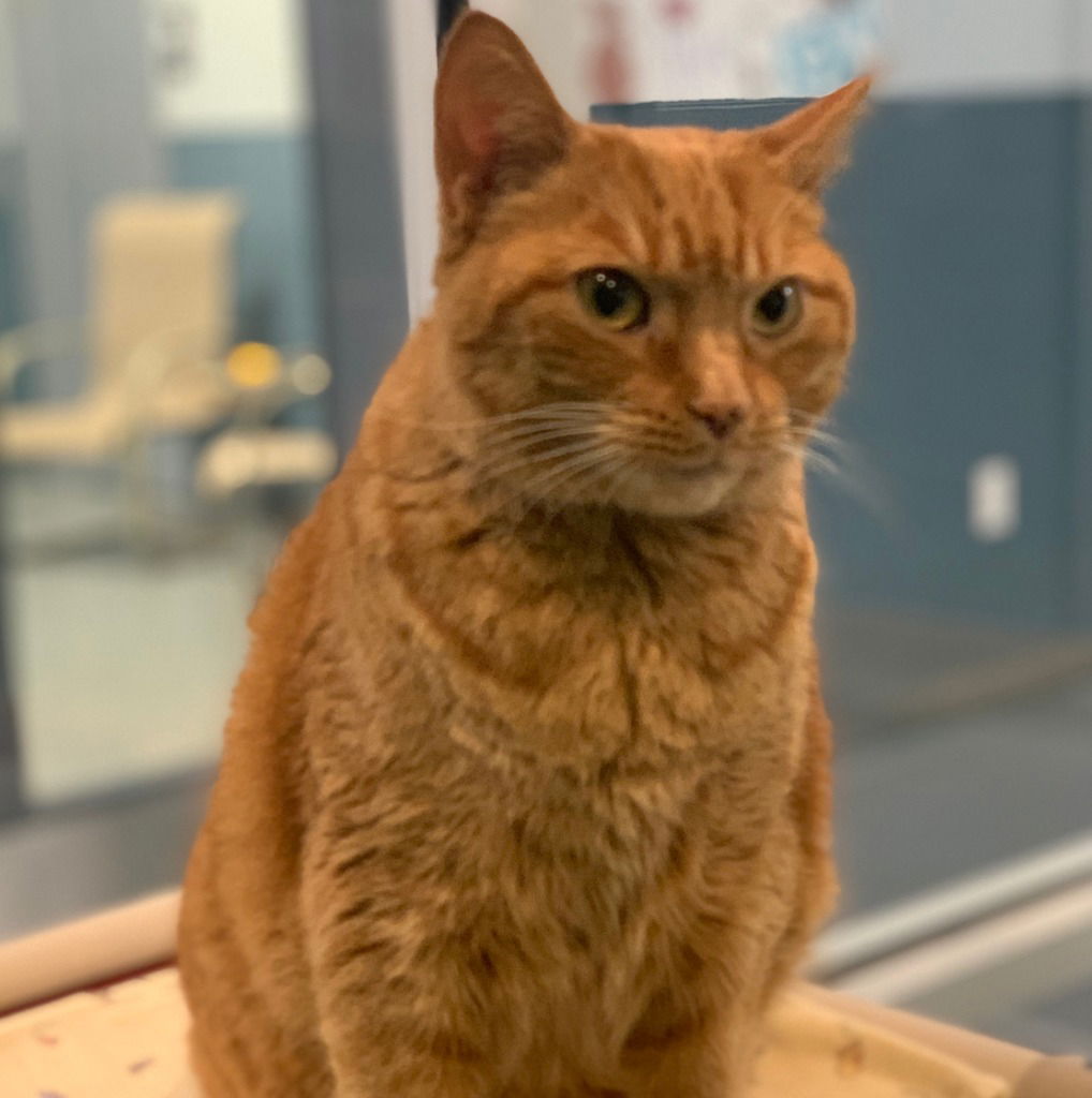 adoptable Cat in South Bend, IN named Nala - In a Foster Home