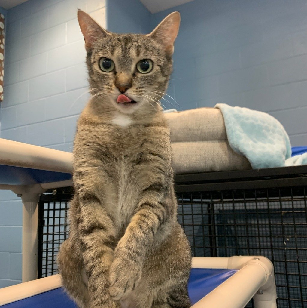 adoptable Cat in South Bend, IN named Ariel