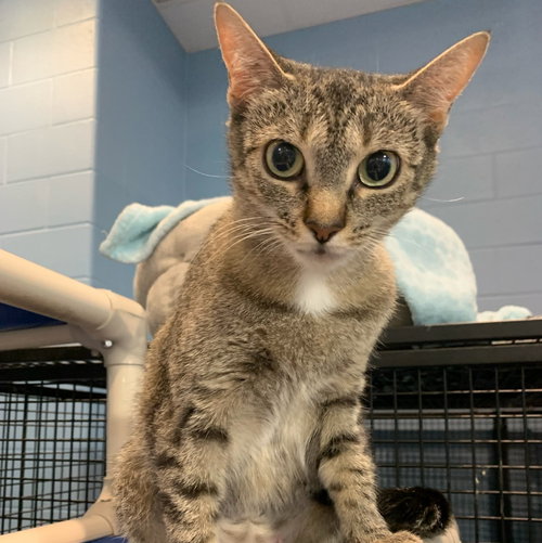 ARIEL - Domestic Short Hair available for adoption