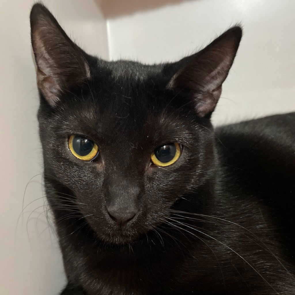 adoptable Cat in South Bend, IN named Indigo