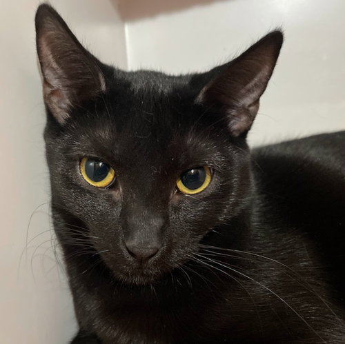 INDIGO - Domestic Short Hair available for adoption