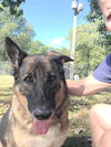 adoptable Dog in South Bend, IN named Jo