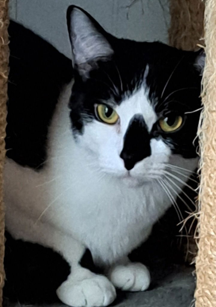 adoptable Cat in South Bend, IN named Brielle *IN FOSTER*