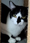 adoptable Cat in South Bend, IN named Brielle *IN FOSTER*