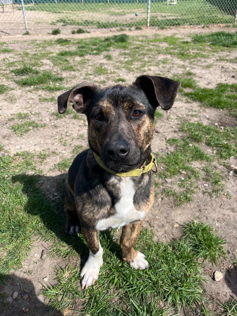 adoptable Dog in South Bend, IN named Arthur