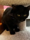 adoptable Cat in South Bend, IN named Danika *IN FOSTER*