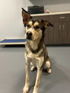 adoptable Dog in South Bend, IN named Trip