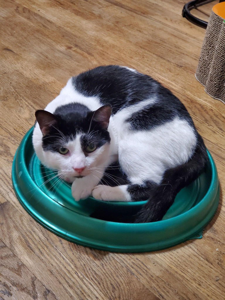 adoptable Cat in South Bend, IN named Logan Jefferson *IN FOSTER*