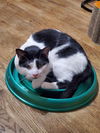 adoptable Cat in South Bend, IN named Logan Jefferson *IN FOSTER*