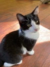 adoptable Cat in South Bend, IN named Tippy *IN FOSTER*