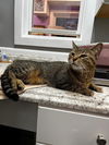 adoptable Cat in South Bend, IN named Emily  ** IN FOSTER **