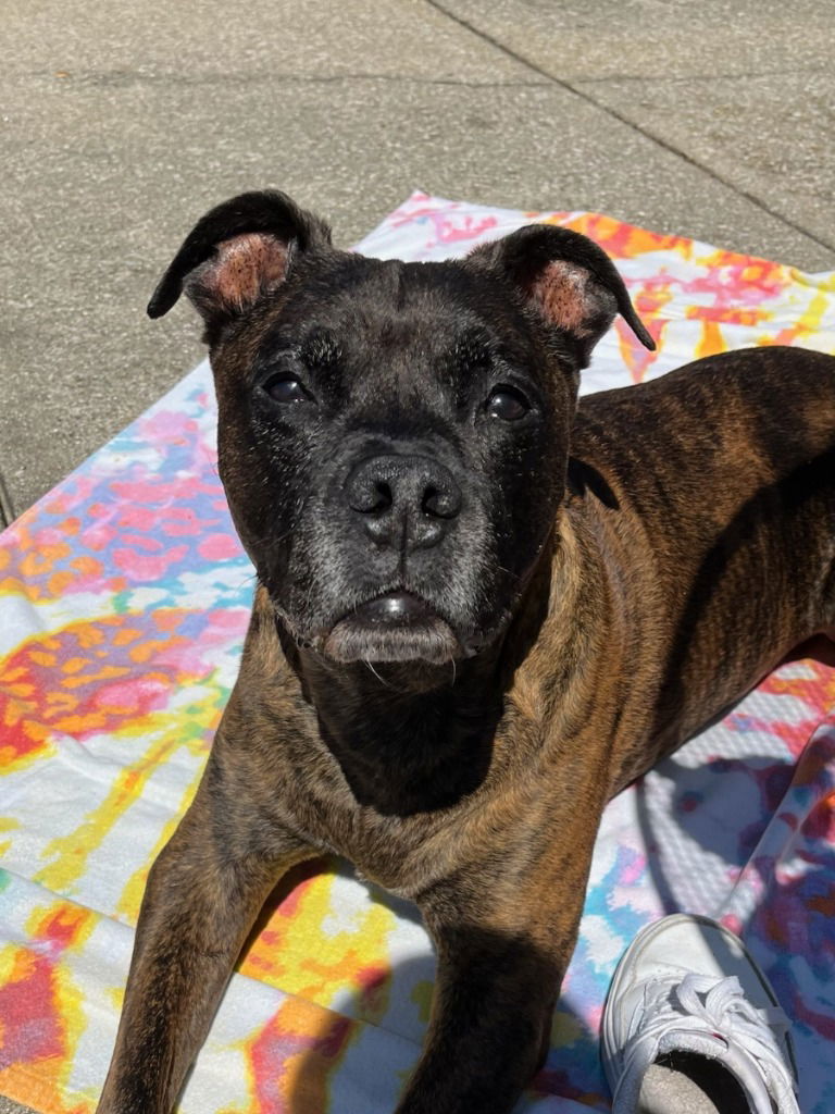 adoptable Dog in South Bend, IN named Chicken-in a Foster Home