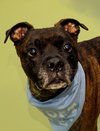 Chicken-pending adoption-Foster Home - Photo 3