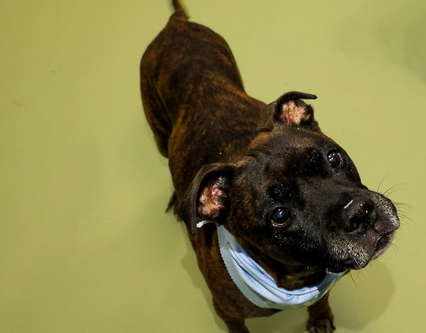 Chicken-pending adoption-Foster Home