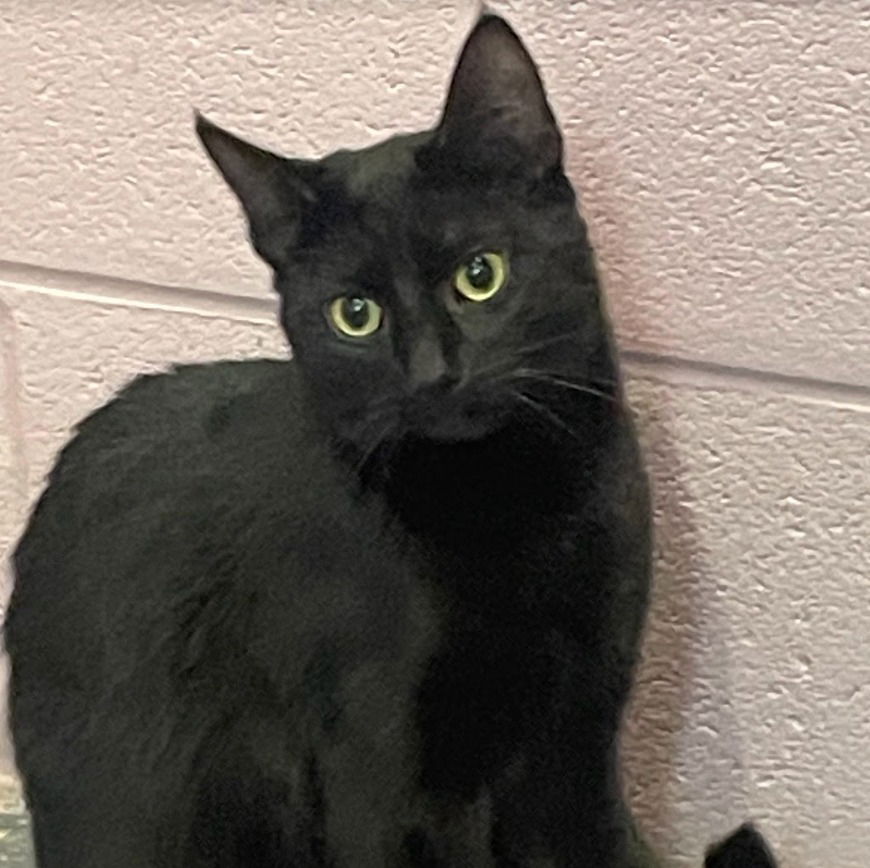 adoptable Cat in South Bend, IN named Subaru