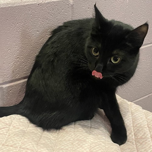 SUBARU - Domestic Short Hair available for adoption