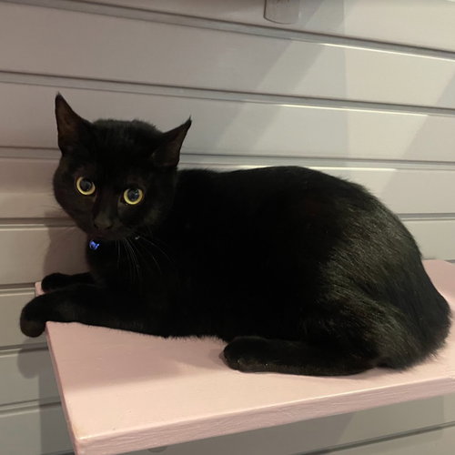 SAKE - Domestic Short Hair available for adoption