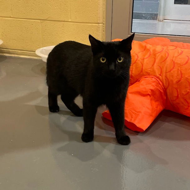 adoptable Cat in South Bend, IN named Reuben