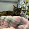 adoptable Cat in South Bend, IN named Tory