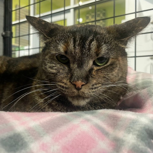 TORY - Domestic Short Hair available for adoption