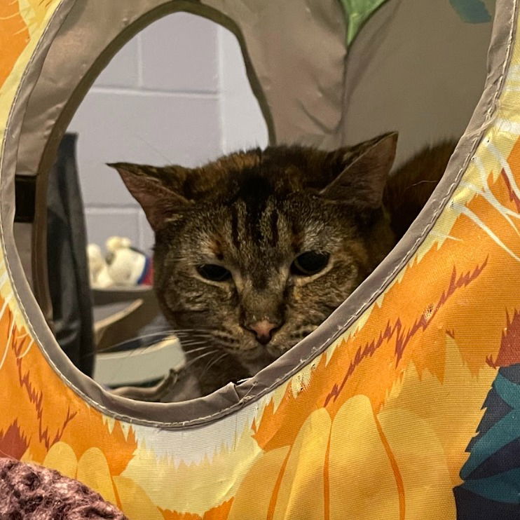 adoptable Cat in South Bend, IN named Tory