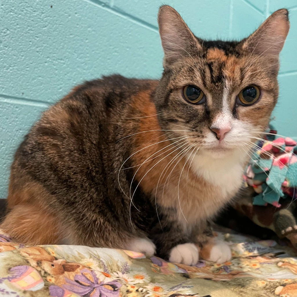 adoptable Cat in South Bend, IN named Morgan