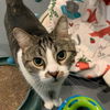 adoptable Cat in South Bend, IN named Maxwell