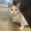 adoptable Cat in South Bend, IN named Mario