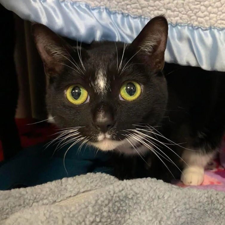 adoptable Cat in South Bend, IN named Peanut